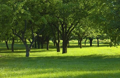 森林公園負氧離子休閑保健功能