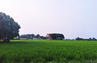 農(nóng)田小氣象監(jiān)測站：精細(xì)農(nóng)業(yè)的“眼睛”