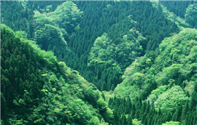森林防雷預(yù)警